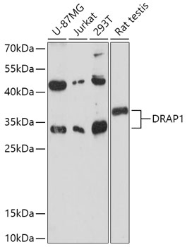 DRAP1 Polyclonal Antibody (E-AB-91835)