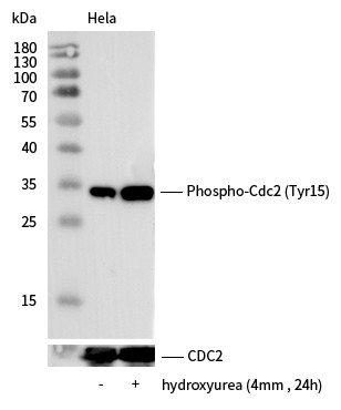 Recombinant Phospho-cdc2 (Tyr15) Monoclonal Antibody (AN300152L)