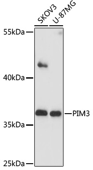 PIM3 Polyclonal Antibody (E-AB-91757)
