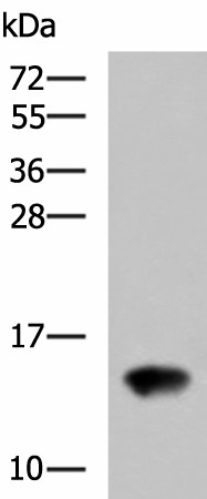 FAM19A4 Polyclonal Antibody (E-AB-19121)