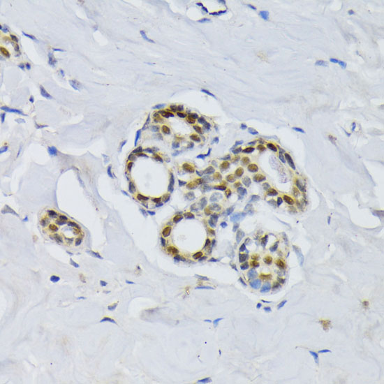 BCCIP Polyclonal Antibody (E-AB-62492)