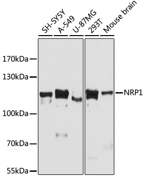 NRP1 Polyclonal Antibody (E-AB-66905)