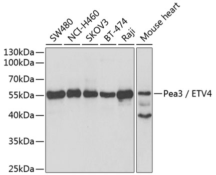 Pea3 / ETV4 Polyclonal Antibody (E-AB-61120)