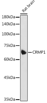 CRMP1 Polyclonal Antibody (E-AB-92489)