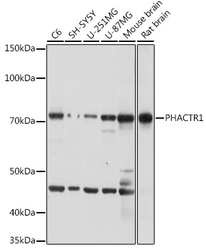 PHACTR1 Polyclonal Antibody (E-AB-92174)