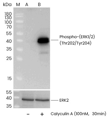 Recombinant Phospho-ERK1/2 (Thr202, Tyr204) Monoclonal Antibody (AN300365L)