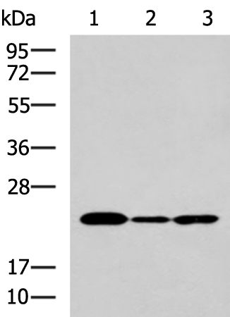 IL19 Polyclonal Antibody (E-AB-16513)