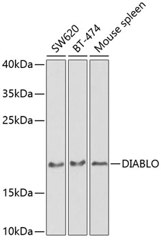 DIABLO Polyclonal Antibody (E-AB-60734)