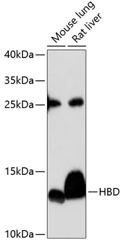 HBD Polyclonal Antibody (E-AB-92945)