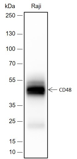Recombinant CD48 Monoclonal Antibody (AN301698L)