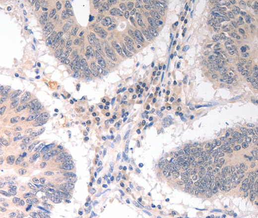 CD275 Polyclonal Antibody (E-AB-12286)