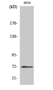ABCG2 Polyclonal Antibody (E-AB-30393)