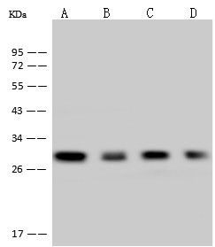 CTLA-4 Monoclonal Antibody (AN200208P)