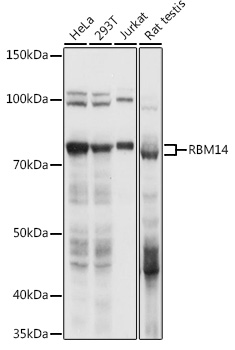 RBM14 Polyclonal Antibody (E-AB-90590)
