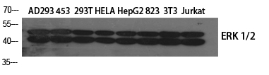 ERK 1/2 Polyclonal Antibody (E-AB-31373)