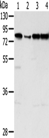 TAF15 Polyclonal Antibody (E-AB-13718)