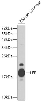 LEP Polyclonal Antibody (E-AB-62815)