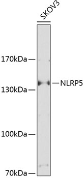 NLRP5 Polyclonal Antibody (E-AB-93010)