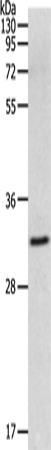 MMP26 Polyclonal Antibody (E-AB-12574)