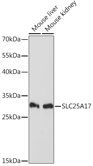 SLC25A17 Polyclonal Antibody (E-AB-66359)