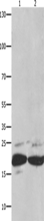 FADD Polyclonal Antibody (E-AB-10318)