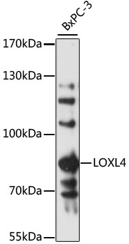 LOXL4 Polyclonal Antibody (E-AB-90582)