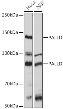 PALLD Polyclonal Antibody (E-AB-90404)