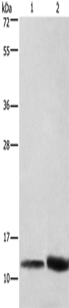 CYCS Polyclonal Antibody (E-AB-10273)