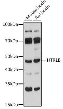 HTR1B Polyclonal Antibody (E-AB-92013)