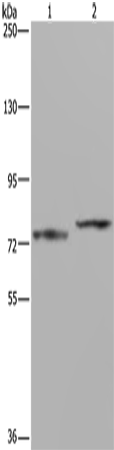AATF Polyclonal Antibody (E-AB-16241)