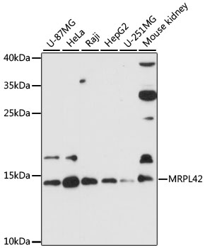 MRPL42 Polyclonal Antibody (E-AB-90491)