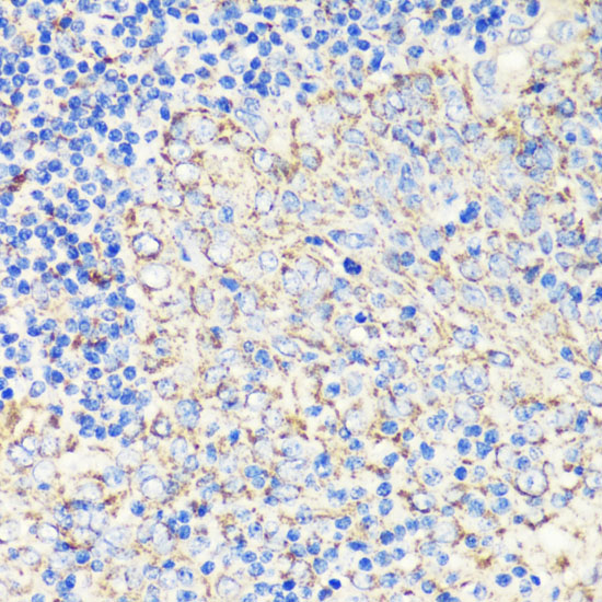 FKBP1A Polyclonal Antibody (E-AB-60435)