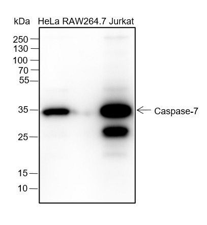 Recombinant Caspase-7 Monoclonal Antibody (AN301456L)