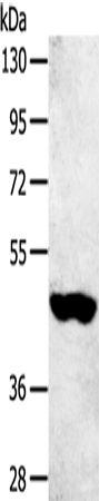 SULT2B1 Polyclonal Antibody (E-AB-11616)