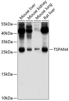 TSPAN4/NAG-2 Polyclonal Antibody (E-AB-93045)