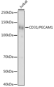 CD31 Polyclonal Antibody (E-AB-68343)