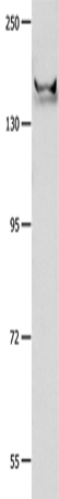 GRIN2B Polyclonal Antibody (E-AB-15807)
