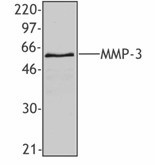 Purified anti-MMP3 Antibody (634902)