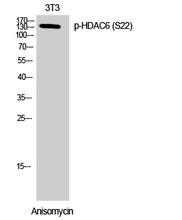 Phospho-HDAC6 (Ser22) Polyclonal Antibody (E-AB-21286)