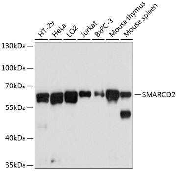 SMARCD2 Polyclonal Antibody (E-AB-63627)