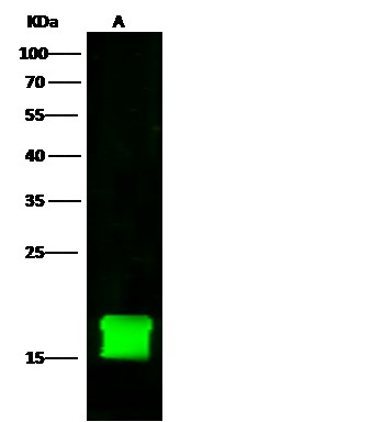 FKBP12/FKBP1A Monoclonal Antibody (AN200098P)