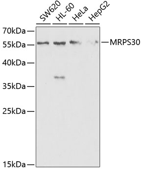 MRPS30 Polyclonal Antibody (E-AB-68383)
