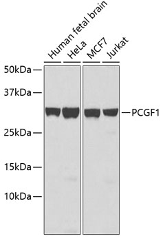 PCGF1 Polyclonal Antibody (E-AB-67746)