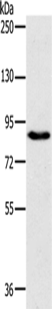 PLEKHG6 Polyclonal Antibody (E-AB-11416)