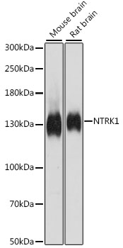 NTRK1 Polyclonal Antibody (E-AB-66502)