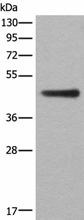 ASS1 Polyclonal Antibody (E-AB-52452)