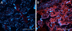 Purified anti-human Podoplanin Antibody (337001)