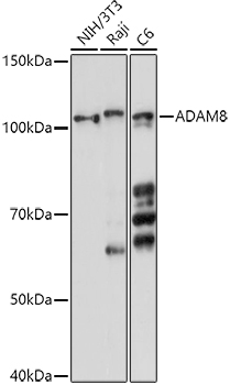 ADAM8 Polyclonal Antibody (E-AB-90189)