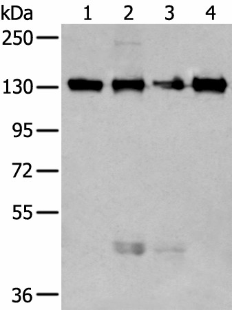 MORC2 Polyclonal Antibody (E-AB-52244)