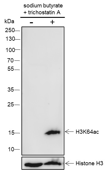 Recombinant Histone H3 (Acetyl Lys64) Monoclonal Antibody (AN301413L)